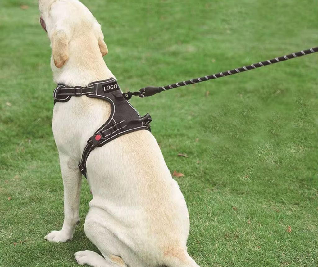 Bekväm hundsele med koppel – tryggare promenader varje dag