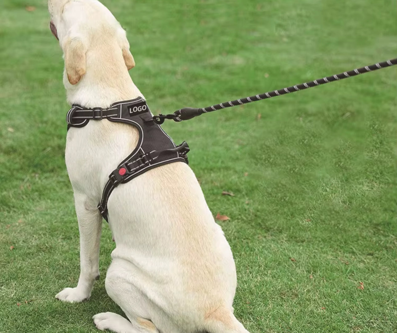 Bekväm hundsele med koppel – tryggare promenader varje dag
