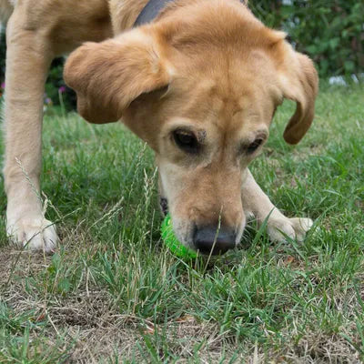 Hundleksak Squeaky Ball av TPR
