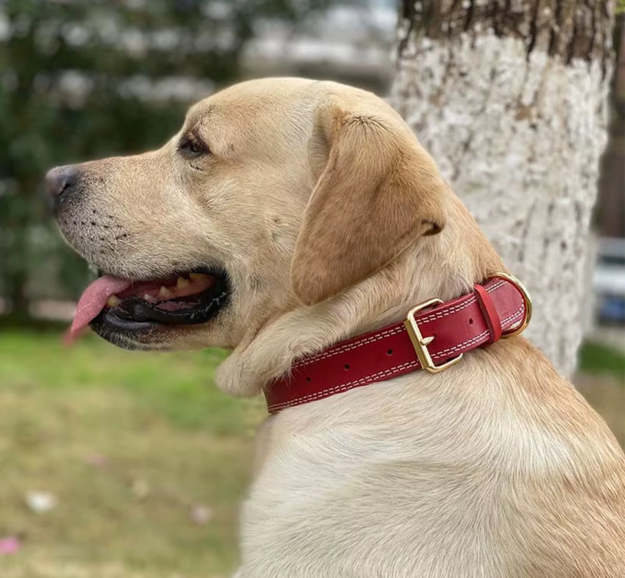 Hundhalsband i klassisk design – robust och stilrent